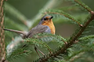 European Robin Prints: Erithacus rubecula, robin, robins