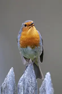 European Robin Prints: Erithacus Rubecula, Robin, Robins