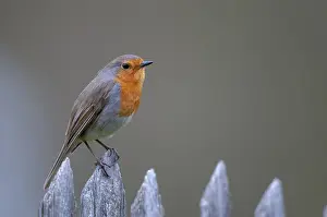 European Robin Prints: Erithacus rubecula, robin, robins