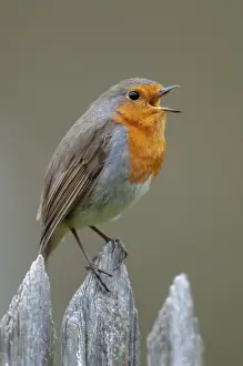 European Robin Prints: Erithacus rubecula, robin, robins