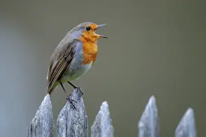 European Robin Prints: Erithacus rubecula, robin, robins
