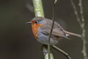Wild Animal Pictures Prints: Erithacus rubecula, robin, robins