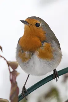 European Robin Prints: Erithacus rubecula, robin, robins