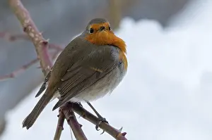 European Robin Prints: Erithacus rubecula, robin, robins