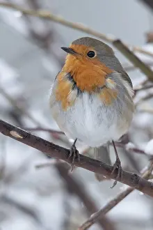 European Robin Prints: Erithacus rubecula, robin, robins