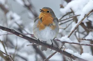 European Robin Prints: Erithacus rubecula, robin, robins