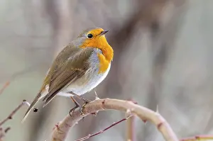 European Robin Prints: Erithacus rubecula, robin, robins