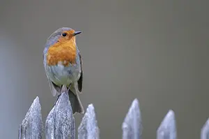 European Robin Prints: Erithacus rubecula, robin, robins