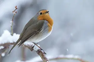European Robin Prints: Erithacus rubecula, robin, robins
