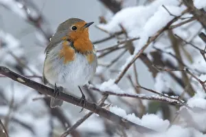 Prints of Erithacus rubecula, robin, robins, birds, passeri, snow, songbirds, snow, songbirds, birds, winter Robins Prints: Erithacus rubecula Print - Robin in Winter