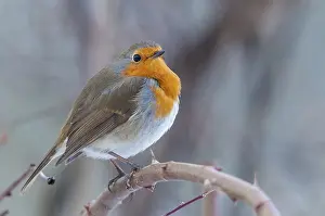 European Robin Prints: Erithacus rubecula, robin, robins