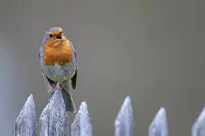 European Robin Prints: Erithacus rubecula, robin, robins