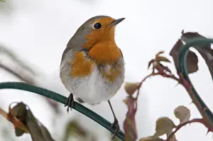 European Robin Prints: Erithacus rubecula, robin, robins