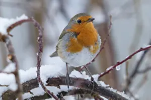 European Robin Prints: Erithacus rubecula, robin, robins