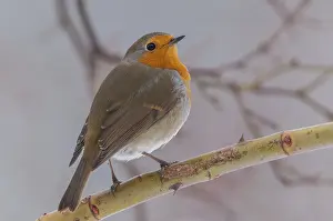 European Robin Prints: Erithacus rubecula, robin, robins