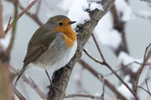 European Robin Prints: Erithacus rubecula, robin, robins