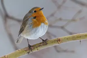 European Robin Prints: Erithacus rubecula, robin, robins
