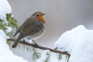 Prints of Erithacus rubecula, robin, robins, birds, passeri, snow, songbirds, snow, songbirds, birds, winter Robins Prints: Erithacus rubecula Print: Robin in Snow