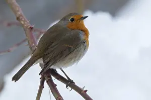 Wildlife Photography Europe Prints: Erithacus rubecula, robin, robins