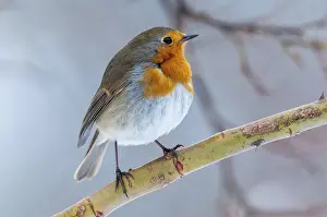 European Robin Prints: Erithacus rubecula, robin, robins