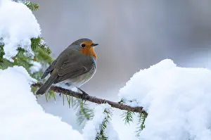 Wildlife Photography Europe Prints: Erithacus rubecula, robin, robins