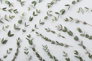 Top Down View Of Plants Prints: Eucalyptus leaves nature pattern top view