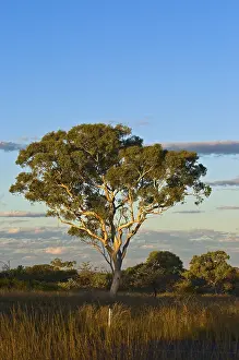 Eucalyptus Tree Prints: Eucalyptus tree (Eucalyptus spec)