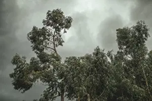 Latin America Plants Prints: Eucalyptus trees (Eucalyptus globulus)