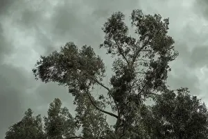 Eucalyptus Trees Prints: Eucalyptus trees (Eucalyptus globulus)