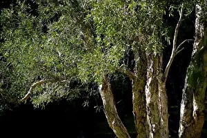 Australian Native Trees Prints: Eucalyptuses (Eucalyptus), Eucalyptus