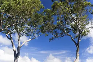 Eucalyptus Tree Prints: Eucalyptuses (Eucalyptus), tree