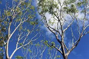 Eucalyptus Tree Prints: Eucalyptuses (Eucalyptus), tree