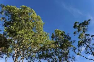 Eucalyptus Tree Prints: Eucalyptuses (Eucalyptus), tree