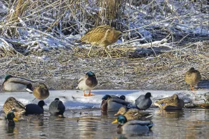 Aquatic Birds In Winter Prints: Eurasian bittern