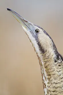 Bittern Prints: Eurasian Bittern Print, Botaurus stellaris