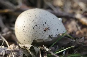 Deserted Waterfowl Habitat Prints: Eurasian Coot, eggshell