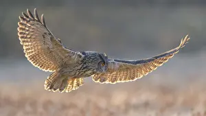 Central Europe Bird Photography Tips Prints: Eurasian Eagle-owl (Bubo bubo)