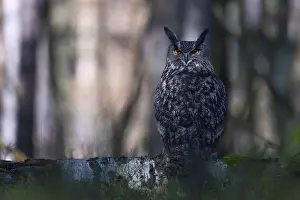 Eurasian Eagle Owl Prints: Eurasian Eagle-owl (Bubo bubo)
