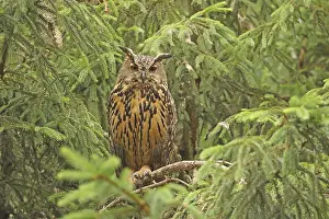 Eurasian Eagle Owl Prints: Eurasian Eagle-Owl Print (Bubo bubo)