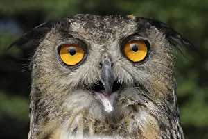 Animal Head Shot Prints: Eurasian eagle owl (Bubo bubo)