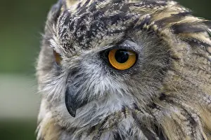 Deserted Landscape Photos Prints: Eurasian Eagle-Owl (Bubo bubo)