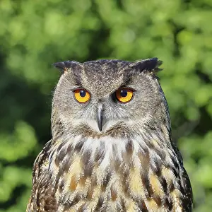 Prints of Eurasian eagle-owl (Bubo bubo), animal portrait, Rhineland-Palatinate, Germany Eurasian Eagle Owl Prints: Eurasian Eagle-Owl Print, Rhineland-Palatinate, Germany