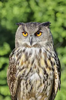 Prints of Eurasian eagle-owl (Bubo bubo), animal portrait, Rhineland-Palatinate, Germany Eurasian Eagle Owl Prints: Eurasian Eagle-Owl Print, Rhineland-Palatinate, Germany