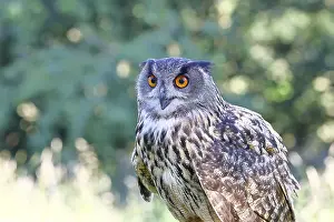 Prints of Eurasian eagle-owl (Bubo bubo), animal portrait, Rhineland-Palatinate, Germany Eurasian Eagle Owl Prints: Eurasian Eagle-Owl Print, Rhineland-Palatinate, Germany