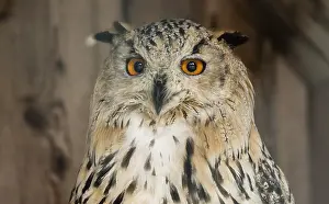 Images Dated 29th April 2024: Eurasian Eagle-owl Print