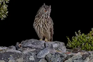 Eurasian Eagle Owl Prints: Eurasian Eagle-owl (Bubu bubu)