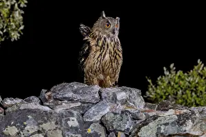 Bird Of Prey Spain Prints: Eurasian Eagle-owl (Bubu bubu)