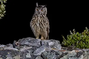 Extremadura Wildlife Animals Prints: Eurasian Eagle-owl (Bubu bubu)