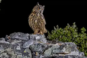 Bird Of Prey Spain Prints: Eurasian Eagle-owl (Bubu bubu)