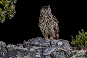Extremadura Wildlife Images Prints: Eurasian Eagle-owl (Bubu bubu)